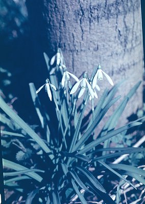 Vintage cyanotype print of snowdrops (*Galanthus*) with deep blue-green tones, backlit for contrast. Classic botanical photog...