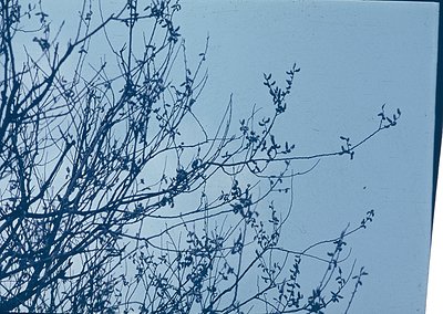 Vintage cyanotype print of bare tree branches against a light blue sky, showcasing delicate floral buds.