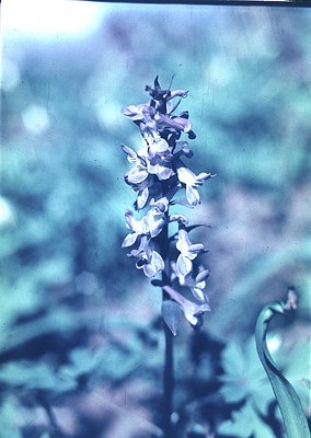 Vintage cyanotype print of a tall orchid-like flower with drooping, bell-shaped blossoms in muted lavender. Blurred greenery ...