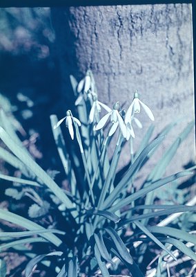 Vintage sepia-toned close-up of snowdrops (*Galanthus*) in early bloom, backlit by sunlight against a rough stone wall. Soft ...