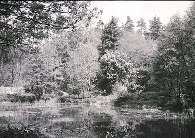 Black-and-white forest scene featuring dense coniferous trees framing a reflective pond, likely captured with a vintage camer...