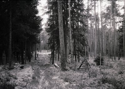 Tall, dense coniferous forest path with fencing, likely for wildlife or conservation. Monochrome, high-contrast lighting sugg...