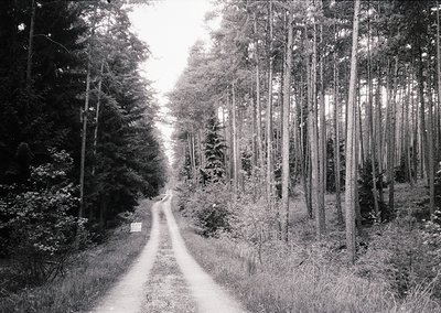 Dense forest path flanked by tall, straight coniferous trees, leading into misty distance. Mid-20th century black-and-white a...