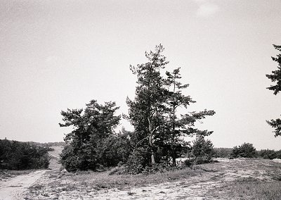 Black-and-white landscape featuring a lone, gnarled pine tree on a windswept, sandy dune. Minimal vegetation surrounds it, wi...