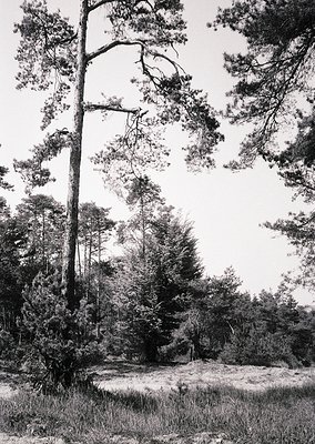 Dense forest of tall pine trees with gnarled branches framing a misty, open meadow. Black-and-white monochrome captures natur...
