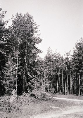 Black-and-white forest scene featuring a lone figure in a light jacket standing beside a dirt path, surrounded by tall conife...