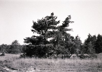 Black-and-white landscape featuring dense coniferous trees framing a central pine cluster. Open grassy field with minimal veg...