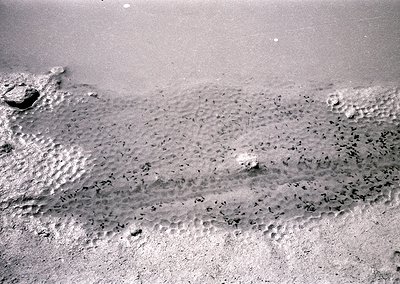 Aerial view of a sandy beach with scattered footprints and a lone rock formation near the water’s edge. Low tide exposes fine...