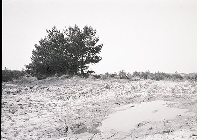 Black-and-white coastal landscape featuring a lone pine tree on a rocky, sandy dune. Minimal vegetation and sparse terrain su...