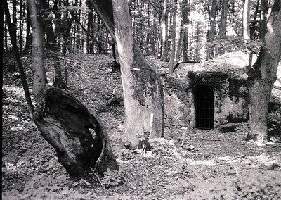 A weathered stone structure partially buried in a dense forest, surrounded by fallen logs and debris. Likely a WWII-era bunke...