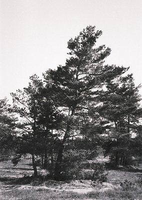 Mature pine tree with gnarled branches and dense foliage in a rugged, open landscape. Monochrome print suggests vintage or ar...
