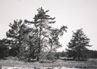 Black-and-white landscape featuring sparse coniferous trees on rocky terrain, likely a coastal or alpine region. Dense foliag...