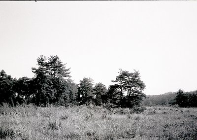 Black-and-white landscape featuring dense coniferous forest framing a grassy meadow under overcast skies. Tall grasses domina...