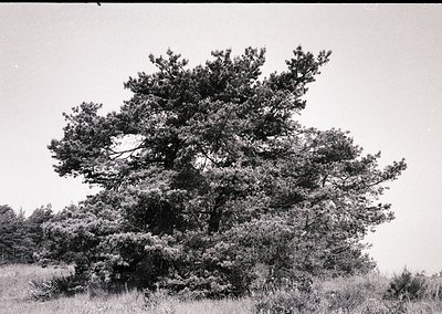 Mid-century black-and-white shot of a mature pine tree in a grassy field, likely European or North American. Dense foliage an...