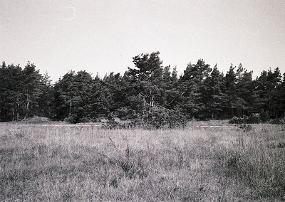 Black-and-white landscape of dense coniferous forest edge with tall, dry grass foreground. Likely mid-20th century due to gra...