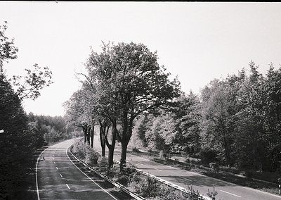 Black-and-white rural road flanked by mature trees and dense foliage, likely mid-20th century. Asphalt surface with faint cen...