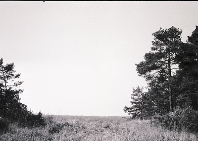 Black-and-white landscape featuring sparse pine trees framing a vast, open grassy plain under an overcast sky. The compositio...