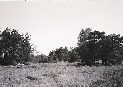 Vintage black-and-white landscape of dense forest edge with tall grass and scattered trees. Overgrown path or clearing in mid...