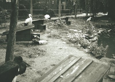 Black-and-white zoo enclosure featuring three white storks perched on wooden platforms and benches. Wooden fencing and pathwa...