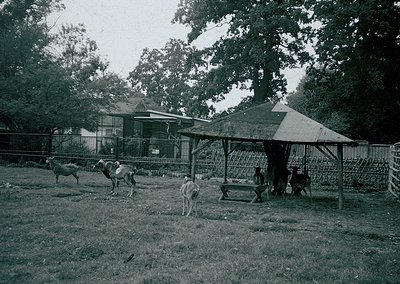 Black-and-white rural scene featuring a fenced enclosure with six cows and a dog. Wooden shelter with sloped roof provides sh...
