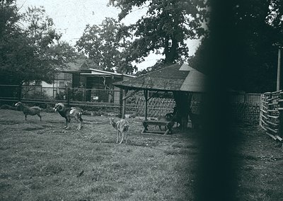 Black-and-white rural scene featuring a small livestock enclosure with three sheep and a dog. Wooden shelter and fenced area ...