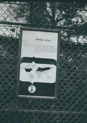 Vintage Czech warning sign featuring silhouettes of two birds perched on a branch, labeled "Jestřáb lesní" (Forest Eagle). Te...