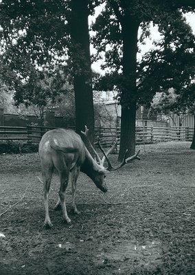A lone deer grazes in a rustic, wooded enclosure with wooden fencing and scattered logs. The scene evokes a rural, possibly e...