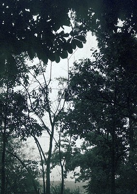 High-contrast black-and-white forest scene with dramatic dappled sunlight filtering through dense foliage. Tree trunks and br...