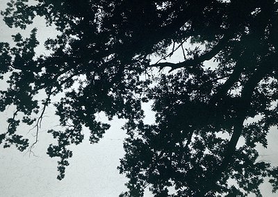 High-contrast black-and-white silhouette of tree branches and leaves against a light sky. Dramatic play of light and shadow c...