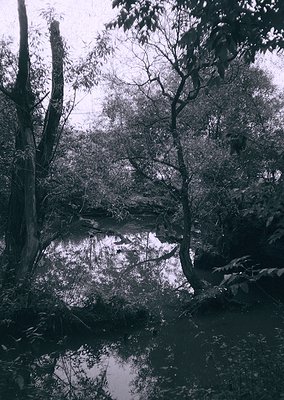 Black-and-white forest scene featuring a serene pond surrounded by mature trees with gnarled branches and reflective water. O...