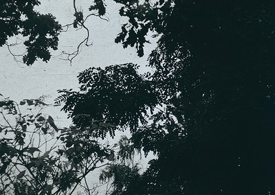 High-contrast black-and-white shot of dense foliage silhouetted against a bright sky, likely midday sunlight. Leaves appear b...
