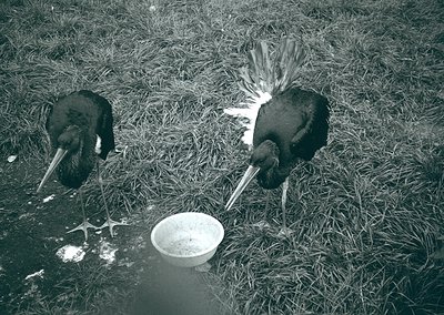 Two large birds, likely peafowl, stand in a grassy area near a shallow water source. Their distinctive long necks and plumage...