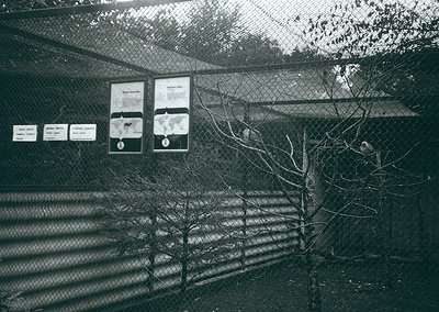 Black-and-white photo of a fenced enclosure with informational plaques. Visible text includes "Siberian Tiger" and "Amur Leop...