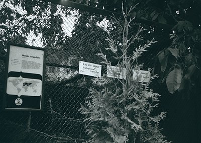Zoological exhibit signage in black-and-white: Czech labels identify *Holub doupňák*, *Bazant lesklý*, and *Čáp* (Hoopoe, Rin...
