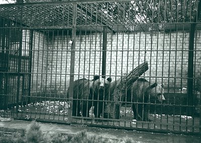 Two polar bears in a mid-20th century zoo enclosure, likely , with metal bars and a concrete floor. The bears appear confined...