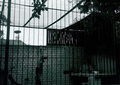 Mid-century concrete zoo enclosure with glass roof, featuring a large primate perched on a ledge. Brutalist architecture with...