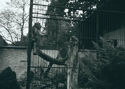 Monkey clinging to a horizontal bar inside a gated enclosure, surrounded by vertical metal bars. Background shows a pond with...