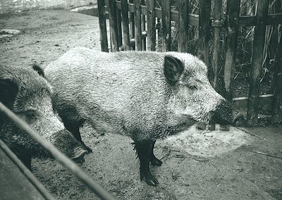 Monochrome image of a wild boar in an enclosed, rustic pen. Coarse fur and tusked snout suggest mature specimen. Muddy ground...
