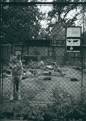 Mid-20th century zoo enclosure featuring a wolf behind chain-link fencing. Signage with text and a skull emblem indicates res...