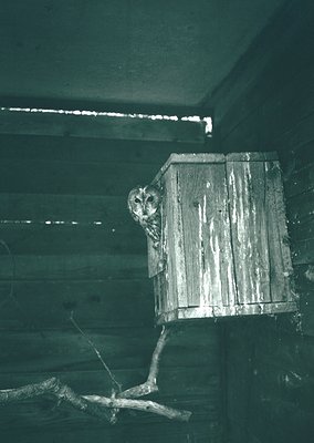 Vintage owl-shaped wooden mailbox mounted on a rustic wooden wall, likely from mid-20th century rural Europe. Crafted with a ...