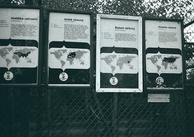 Vintage wildlife info panels in a Czech zoo, featuring black-and-white maps of global habitats for hedgehogs, badgers, and sq...