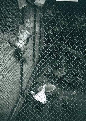 Black-and-white close-up of a child peering through chain-link fence mesh, hands resting on top. Mid-20th century urban or in...