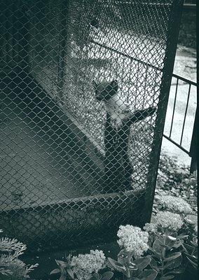 Black-and-white street scene: child peering through chain-link fence at blooming hydrangeas. Mid-20th century urban setting, ...