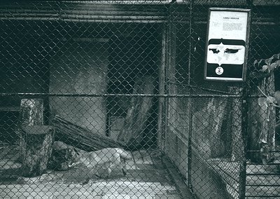 Black-and-white shot of a zoo enclosure featuring a resting polar bear behind chain-link fencing. Informational signboard on ...
