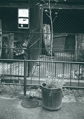 Black-and-white urban scene featuring a chain-link fence enclosing a small, neglected courtyard. A rusted metal barrel with s...