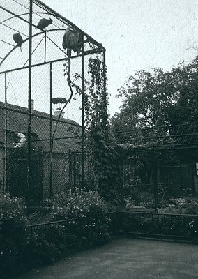 Mid-20th century zoo enclosure with climbing structure for primates. Metal mesh fencing and concrete base dominate the scene....