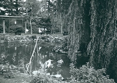 Japanese Zen garden pond with cascading willow branches framing a serene water feature. Rocks, stepping stones, and minimalis...