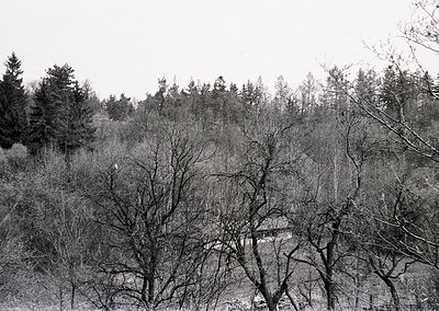 Black-and-white forest scene with sparse, leafless trees and dense undergrowth. A lone, partially obscured structure—likely a...