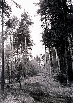 Dense forest path flanked by tall, slender coniferous trees, likely pines, with dappled sunlight filtering through. The groun...