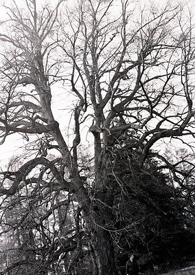 Barren deciduous trees dominate this monochrome landscape, their intricate branches forming a dense, skeletal canopy. The sta...
